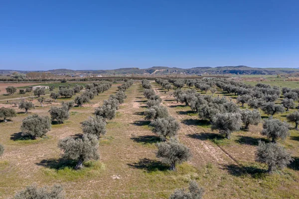 Widok Lotu Ptaka Old Olive Grove Extemadura Hiszpania — Zdjęcie stockowe