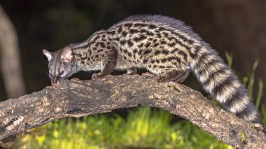 Genet (Genetta genetta), Extremadura İspanya 'da gece dalında vahşi kedi. Avrupa 'da Vahşi Yaşam Doğası Sahnesi.