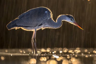Geceleri Csaj Gölü, Kiskunsagi Ulusal Parkı, Pusztaszer, Macaristan 'da yağmurda avlanan gri balıkçıl (Ardea cinerea). Şubat.