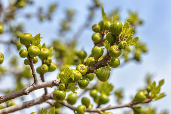 Fig Fruto Comestível Ficus Carica Crescendo Árvores Mediterrâneo Ásia Gênero — Fotografia de Stock