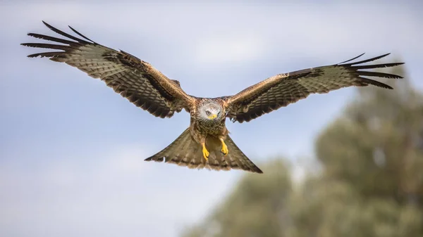 Cerf Volant Rouge Milvus Milvus Volant Dans Les Pyrénées Espagnoles — Photo