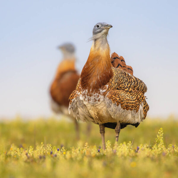 Great Bustard (Otis tarda). Large bird balloon displaying in Open Grassland with Flowers in Extremadura Spain. March. Wildlife Scene of Nature in Europe.