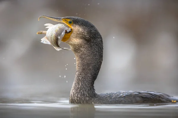 Grande Cormorano Phalacrocorax Carbo Mangiare Pesce Carpa Catturati Nel Lago — Foto Stock