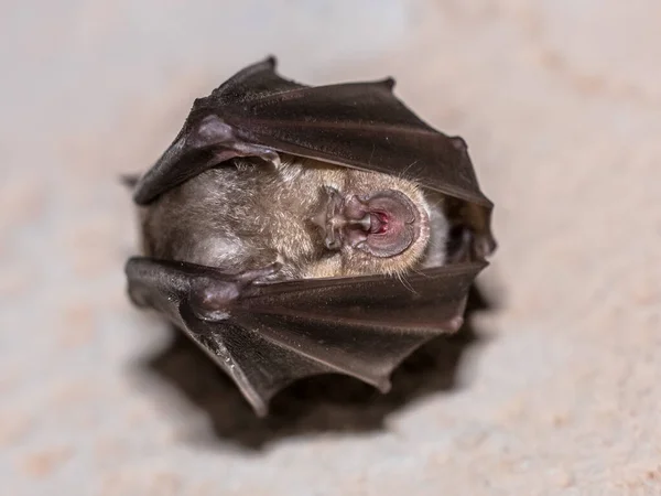 Grotere Hoefijzer Vleermuis Rhinolophus Ferrumequinum Slapen Met Gevouwen Vleugels Opknoping — Stockfoto