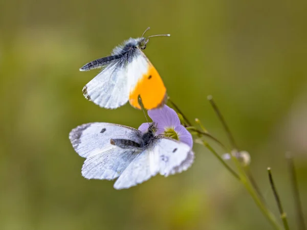 Orange Tip Anthocharis Cardamines Butterfly Mating Host Plant Cuckooflower Cardamine — Stock Photo, Image