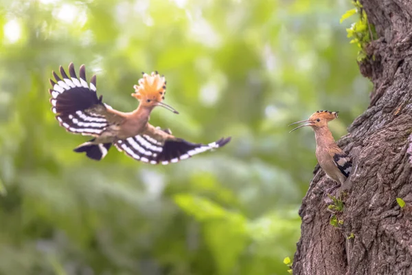 Євразійський Пуйя Upupa Epops Найпоширеніший Вид Роду Птахів Upupa Поширений — стокове фото