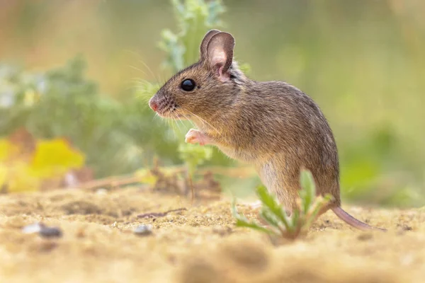 Egér Apodemus Sylvaticus Rágcsáló Zöld Moha Természetes Környezetben Gyógynövényekkel Homokon — Stock Fotó