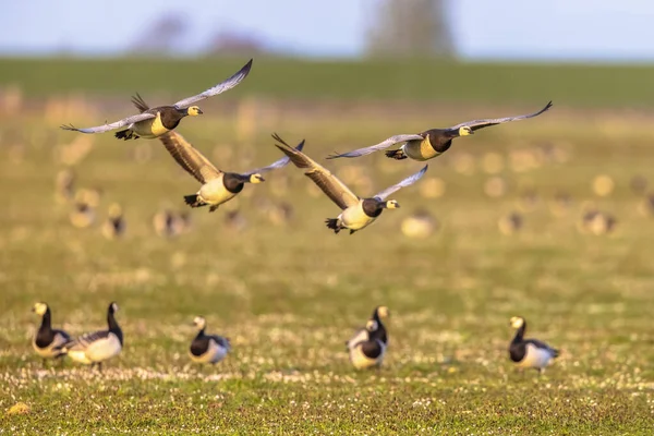 Kelompok Angsa Barnacle Branta Leucopsis Terbang Atas Padang Rumput Selama — Stok Foto