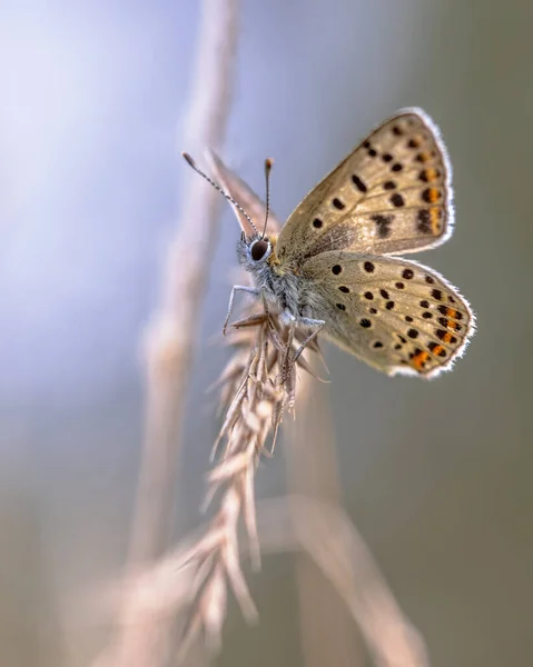 欧洲蝴蝶苏铁铜 Lycaena Tityrus 背景模糊 栖息在草地上 有美丽的山核桃 欧洲自然环境中的蝴蝶 — 图库照片