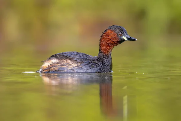 Little Grebe Tachybaptus Ruficollis Simning Vatten Fånga Fisk Den Här — Stockfoto