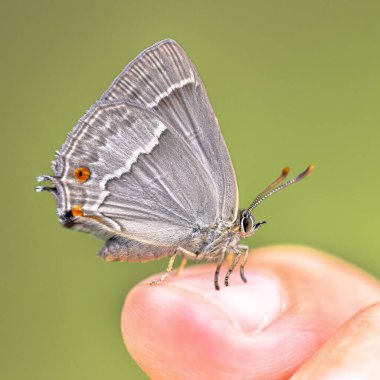 Mor saç çizgisi (Neozephyrus quercus) Kelebek çimlerin üzerinde dinleniyor. Avrupa 'da vahşi yaşam sahnesi.