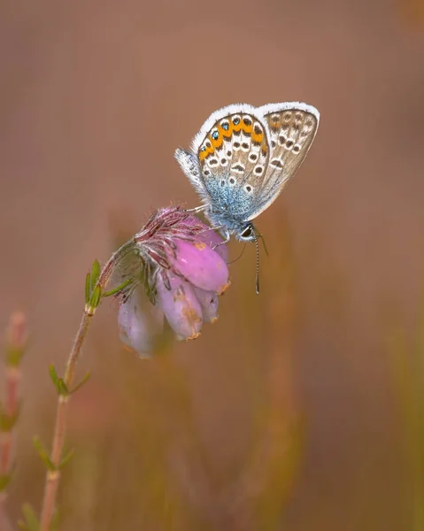 银纹蓝蝴蝶 Plebeius Argus 栖息于自然异乡栖息地的荒原上 有密闭的翅膀 Drenthe — 图库照片