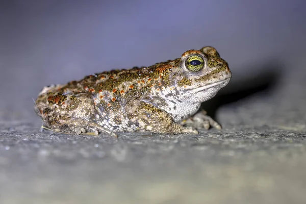 Natterjack Pad Epidalea Calamita Weg Het Donker Met Ondiepe Scherptediepte — Stockfoto