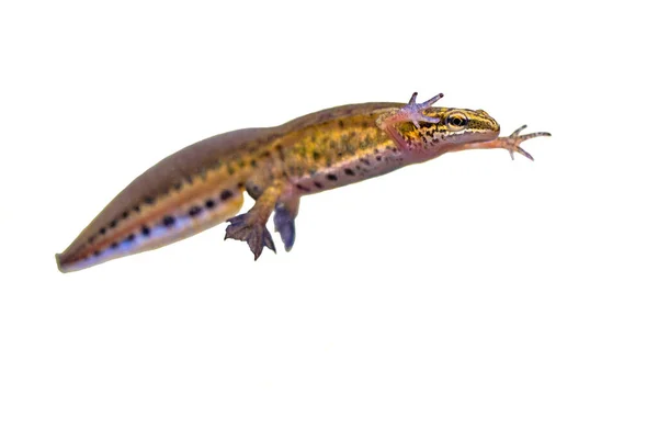 Palmatensalamander Lissotriton Helveticus Kleurrijke Aquatische Amfibie Mannetje Zwemmen Witte Achtergrond — Stockfoto