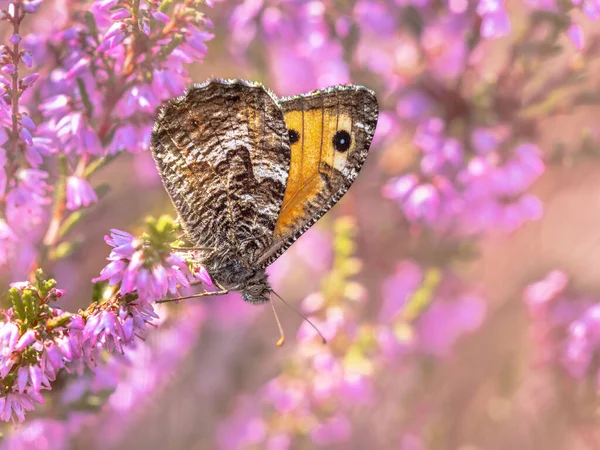Rock Grayling Hipparchia Semele Butterfly Populations Netherlands Have Declined Dramatically — Foto Stock