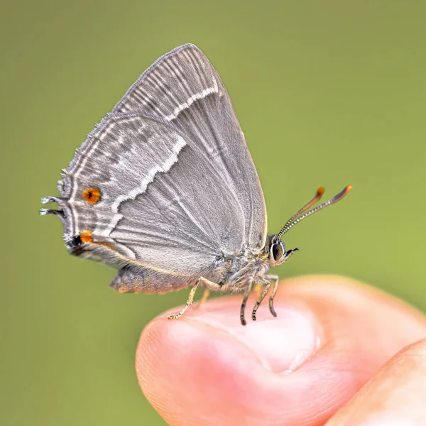 Purple Hairstreak Neozephyrus Quercus Πεταλούδα Που Αναπαύεται Στο Γρασίδι Άγρια — Φωτογραφία Αρχείου