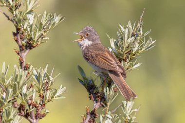 Greater Whitethroat (Curruca Communis), Avrupa genelinde yetişen yaygın ve yaygın bir wWrbler türüdür. Doğa Koruma Alanındaki Bush Şubesi 'ne tünemiş..