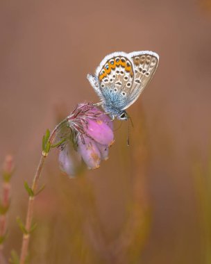 Gümüş Saçlı Mavi Kelebek (plebeius argus) doğal Heathland habitatında kapalı kanatlarla dinleniyor. Drenthe, Hollanda.