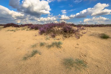 Hollanda 'nın Gelderland Eyaleti' ndeki Hoge Veluwe Ulusal Parkı 'ndaki Heathland manzarası çok güzel. Avrupa 'daki doğa manzarası.