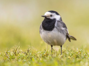 Beyaz Wagtail (Motacilla alba) yeşil çayır çimlerinde oturuyor. Bu göçmen kuş Avrupa 'da oldukça yaygındır. Avrupa doğasının vahşi yaşam sahnesi. Hollanda.