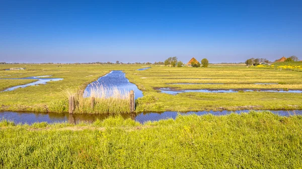 Dutch Countryside Scene Green Grass Clear Sky Canals Ditches Water — Foto de Stock