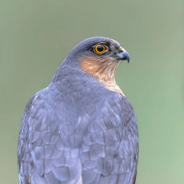Portrait Eurasian Sparrowhawk Accipiter Nisus Also Known Northern Sparrowhawk Simply — Photo