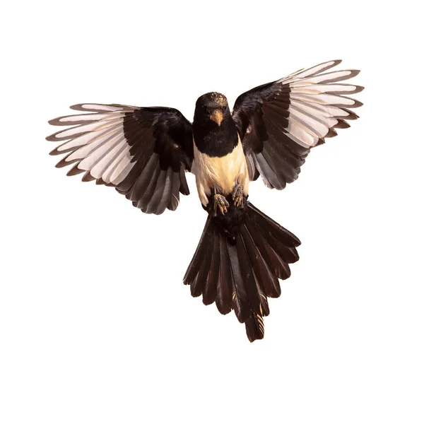 Eurasian Magpie Pica Pica Flying Bright Bakgrund Och Titta Kameran — Stockfoto