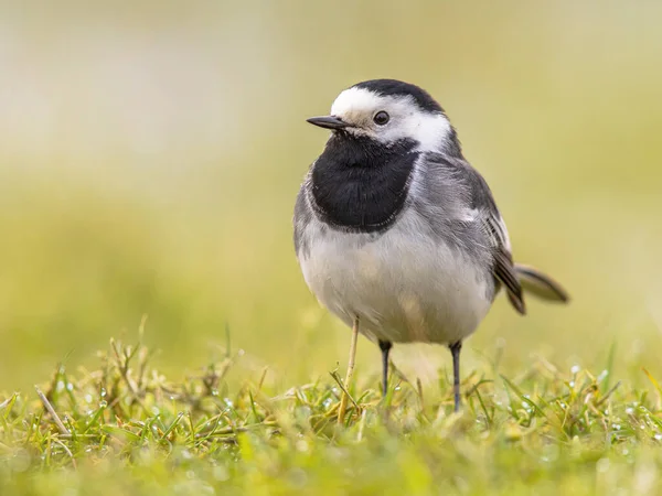 Beyaz Wagtail (Motacilla alba) yeşil çayır çimlerinde oturuyor. Bu göçmen kuş Avrupa 'da oldukça yaygındır. Avrupa doğasının vahşi yaşam sahnesi. Hollanda.