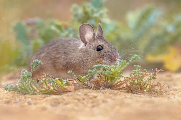 Wood Mouse Apodemus Sylvaticus Hlodavec Zeleném Mechu Přírodní Prostředí Bylinkami — Stock fotografie