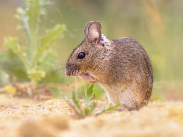 Drewniana Mysz Apodemus Sylvaticus Gryzoń Zielonym Mchu Środowisko Naturalne Ziołami — Zdjęcie stockowe