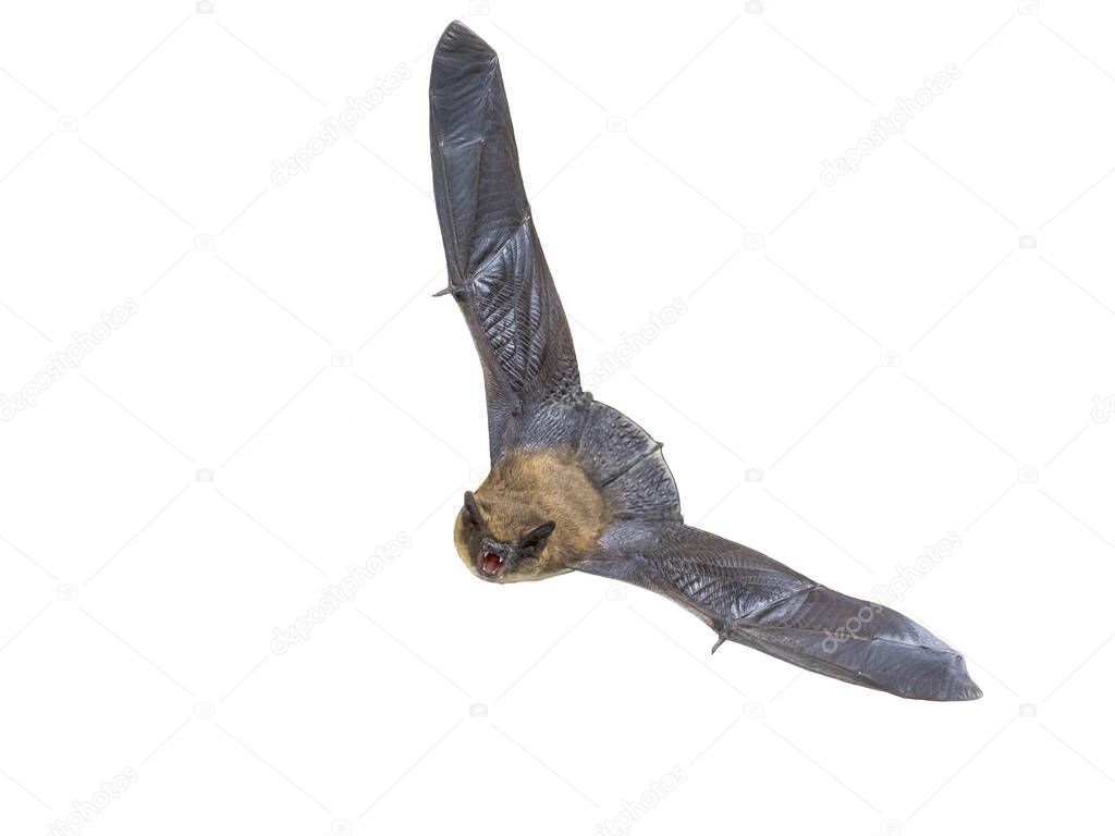Pipistrelle bat (Pipistrellus pipistrellus) echolocating while flying isolated on white background. This species is know for roosting and living in urban areas.
