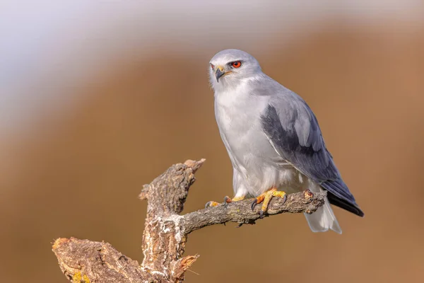 Black Winged Kite Elanus Caeruleus Bird Prey Perched Tree Bright — Stock Photo, Image