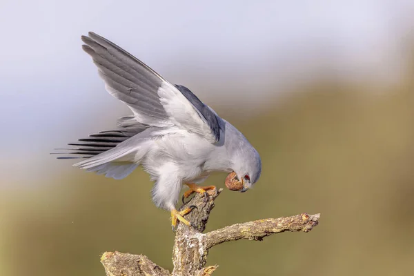 Black Winged Kite Elanus Caeruleus Bird Prey Perched Tree Getting — Fotografia de Stock