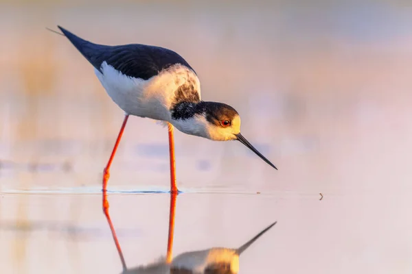 Μαύρο Φτερωτό Stilt Himantopus Himantopus Bird Wading Στο Shallow Water — Φωτογραφία Αρχείου