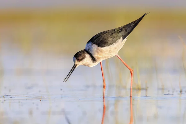 Black Winged Stilt Himantopus Himantopus Bird Wading Shallow Water Marshland — Stock Fotó