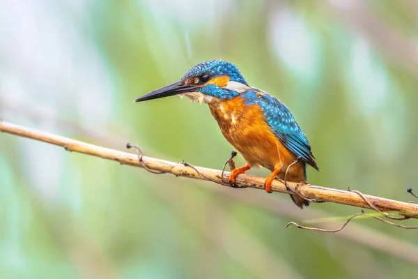 Common European Kingfisher Alcedo Atthis Perched Reed River Hunting Fish — ストック写真