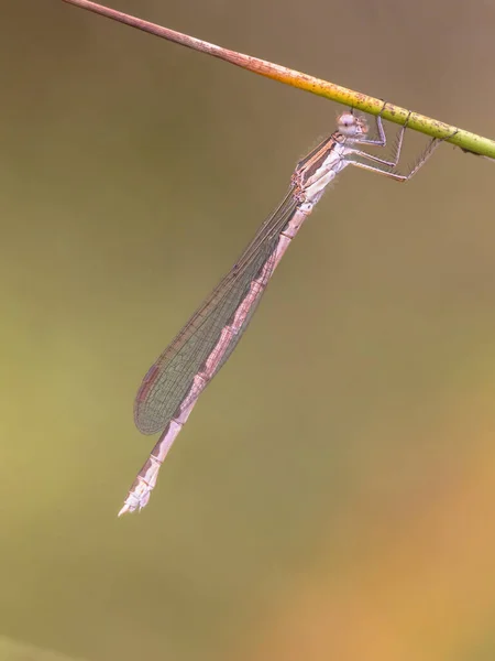 常见的冬季蜻蜓 Sympecma Fusca 栖息在树枝上 背靠明亮的绿色背景 — 图库照片