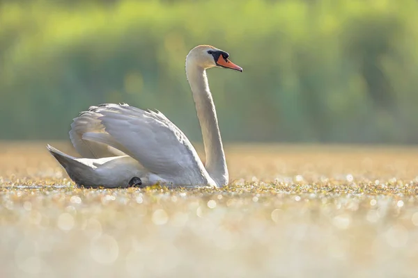 Mute Swan Cygnus Olor Simma Sjön Glittrande Bakgrundsbelysning Detta Svansart — Stockfoto