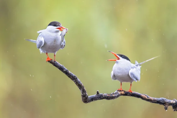 Пара Common Tern Sterna Hirundo Рибою Дзьобі Переносить Самку Дощових — стокове фото