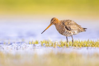 Kara Kuyruklu Godwit (Limosa limozası) göçler sırasında sığ bir sularda dinleniyor ve yiyecek arıyor. Hollanda, Kara Kuyruklu Godwit için de önemli bir üreme ortamı. Avrupa 'da Doğa' nın parlak arkaplanlı vahşi yaşam görüntüsü.
