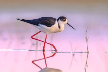 Kara kanatlı Stilt (Himantopus himantopus). Gün batımındaki parlak arka planla Göç sırasında Bataklık 'ın Sığ Suyu' nda Dolaşan Kuş. Extremadura, İspanya. Avrupa 'da Vahşi Yaşam Doğası Sahnesi.
