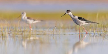 Kara kanatlı Stilt (Himantopus himantopus). Gün batımındaki parlak arka planla Göç sırasında Bataklık 'ın Sığ Suyu' nda Dolaşan Kuş. Extremadura, İspanya. Avrupa 'da Vahşi Yaşam Doğası Sahnesi.