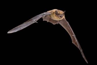 Uçan Pipistrelle yarasası (Pipistrellus pipistrellus) kara arka planda izole edilmiş bir hayvan avlama sahnesi. Bu tür, Avrupa ve Asya 'nın kentsel bölgelerinde tünediği ve yaşadığı bilinmektedir..