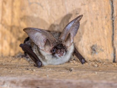 Grey long-eared bat (Plecotus austriacus) is a fairly large European bat. It has distinctive ears, long and with a distinctive fold. It hunts above woodland, often by day, and mostly for moths. clipart