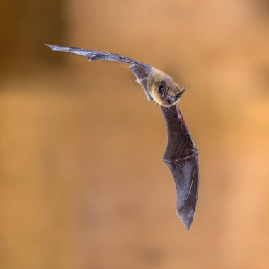 Flying pipistrelle bat (Pipistrellus pipistrellus) spectacular maneuver action shot on wooden attic of house with bright background