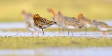 Group of Sleeping Black-tailed Godwit (Limosa limosa) Resting and Foraging in shallow Water of a Wetland during Migration. The Netherlands as an important Breeding habitat for the Black Tailed Godwit as well. Wildlife image of Nature in Europe with b