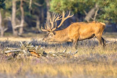 Hollanda 'nın Veluwe kentinde sonbaharda çiftleşme mevsiminde erkek kızıl geyik (Cervus elaphus). Avrupa 'da vahşi yaşam sahnesi.