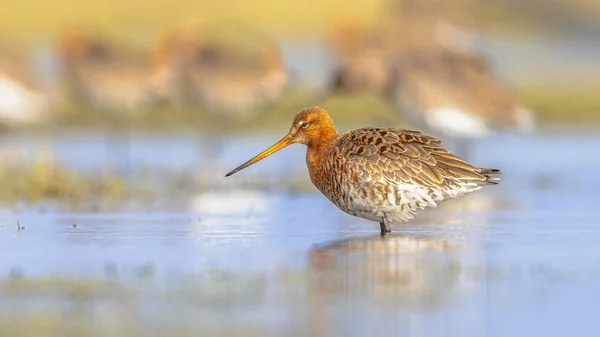 Group of Black-tailed Godwit (Limosa limosa) Resting and Foraging in shallow Water of a Wetland during Migration. The Netherlands as an important Breeding habitat for the Black Tailed Godwit as well. Wildlife image of Nature in Europe with bright Bac