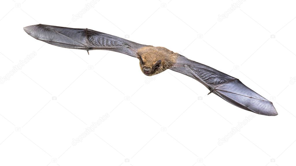 Flying Pipistrelle bat (Pipistrellus pipistrellus) action shot of hunting animal isolated on white background. This species is know for roosting and living in urban areas in Europe and Asia.