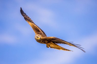 Kırmızı uçurtma (Milvus milvus) İspanyol Pireneleri, Vilagrassa, Katalonya, İspanya 'da uçar. Nisan. Batı Avrupa ve kuzeybatı Afrika 'da, kuzeydoğu ve orta Avrupa' dan gelen kuşlar daha güney ve batı bölgelerinde yaşamaktadır.